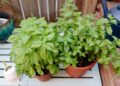 Growing And Using Herb Plants For Culinary Delights